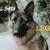 【2026年最新】『アイ・アム・レジェンド』はどこで見られる？無料で全話視聴する方法を解説！